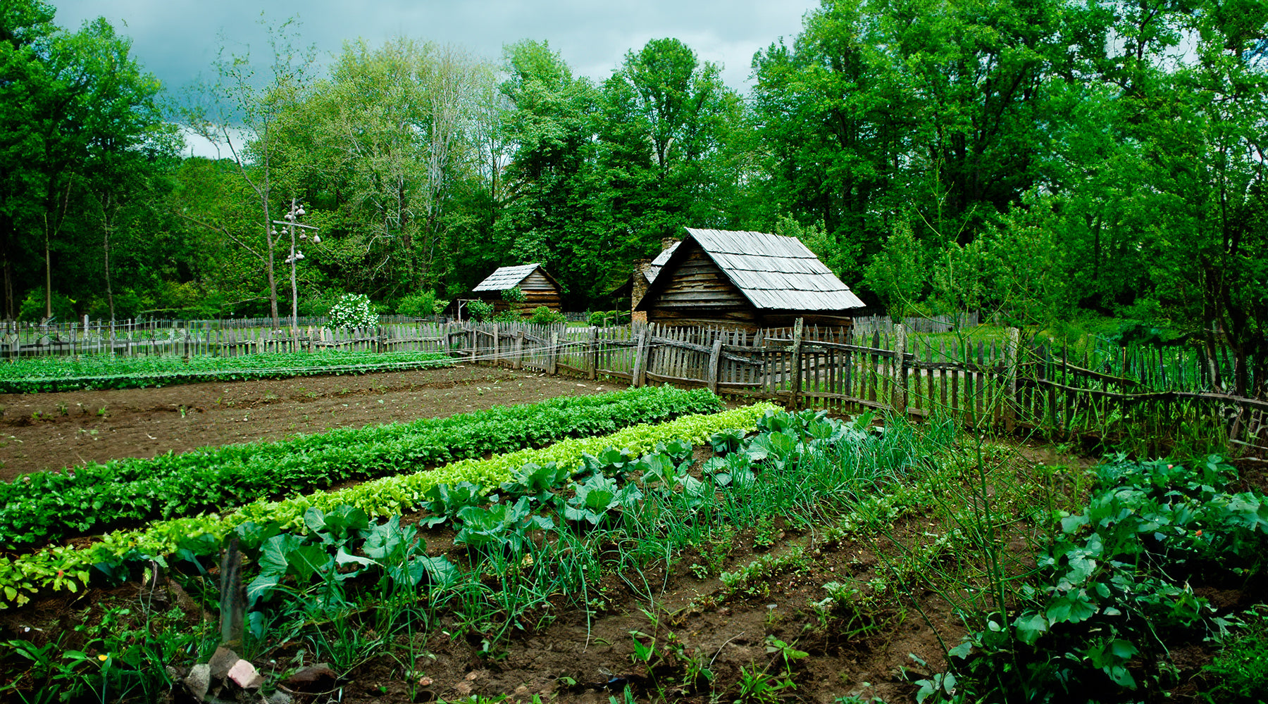 Protecting Your Plants: 5 Strategies to Disaster-Proof Your Garden ...